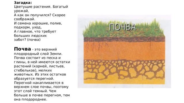Загадка:  Цветущие растения. Богатый урожай,  А как он получился? Скорее соображай.  И семена хорошие, полив, подкорм, уход,  А главное, что требует больших людских забот? (почва) Почва - это верхний плодородный слой Земли. Почва состоит из песка и глины, в ней имеются остатки растений (корней, листьев, стебельков), мелких животных. Из этих остатков образуется перегной. Перегной накапливается в верхнем слое почвы, поэтому этот слой темный. Чем больше в почве перегноя, тем она плодороднее.  