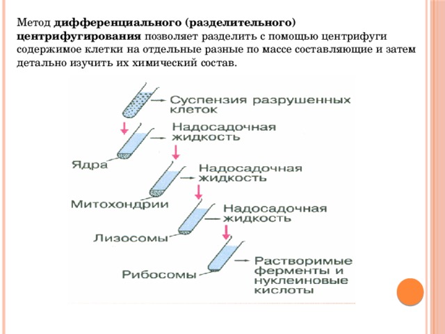 Метод дифференциального (разделительного) центрифугирования позволяет разделить с помощью центрифуги содержимое клетки на отдельные разные по массе составляющие и затем детально изучить их химический состав. 