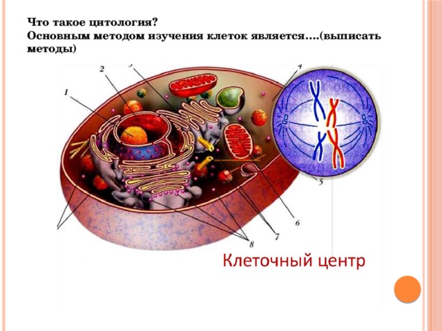 Что такое цитология? Основным методом изучения клеток является….(выписать методы) 