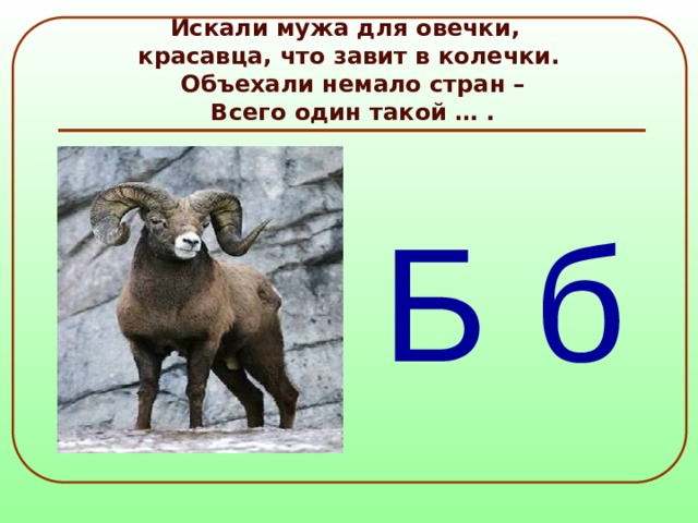 Искали мужа для овечки,  красавца, что завит в колечки.  Объехали немало стран –  Всего один такой … .  Б б 