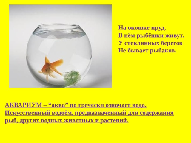 На окошке пруд,  В нём рыбёшки живут.  У стеклянных берегов  Не бывает рыбаков. АКВАРИУМ – “аква” по гречески означает вода. Искусственный водоём, предназначенный для содержания рыб, других водных животных и растений.           