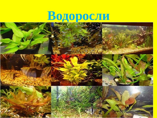 Водоросли 