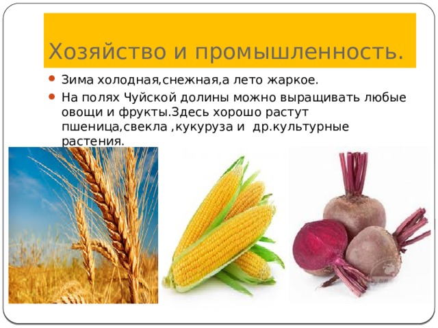 Хозяйство и промышленность. Зима холодная,снежная,а лето жаркое. На полях Чуйской долины можно выращивать любые овощи и фрукты.Здесь хорошо растут пшеница,свекла ,кукуруза и др.культурные растения. 