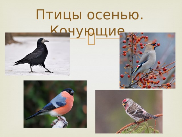 Птицы осенью. Кочующие. 