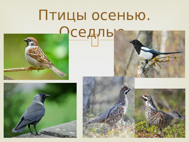 Птицы осенью. Оседлые. 