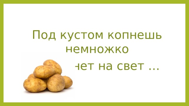 Под кустом копнешь немножко Выглянет на свет … 