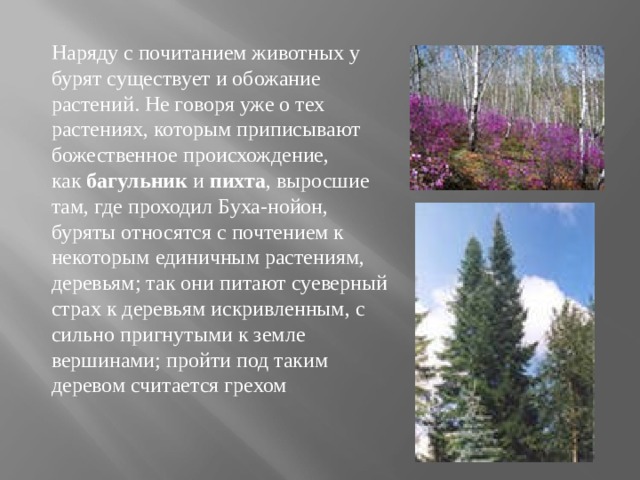 Наряду с почитанием животных у бурят существует и обожание растений. Не говоря уже о тех растениях, которым приписывают божественное происхождение, как  багульник  и  пихта , выросшие там, где проходил Буха-нойон, буряты относятся с почтением к некоторым единичным растениям, деревьям; так они питают суеверный страх к деревьям искривленным, с сильно пригнутыми к земле вершинами; пройти под таким деревом считается грехом 