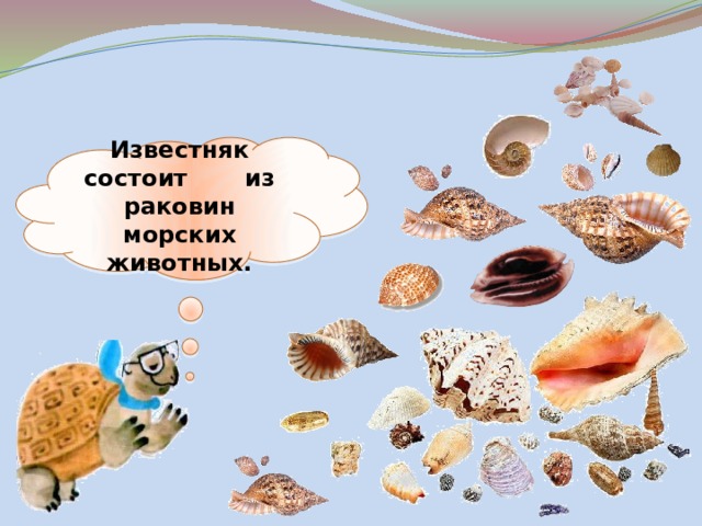 Известняк состоит из раковин морских животных. 