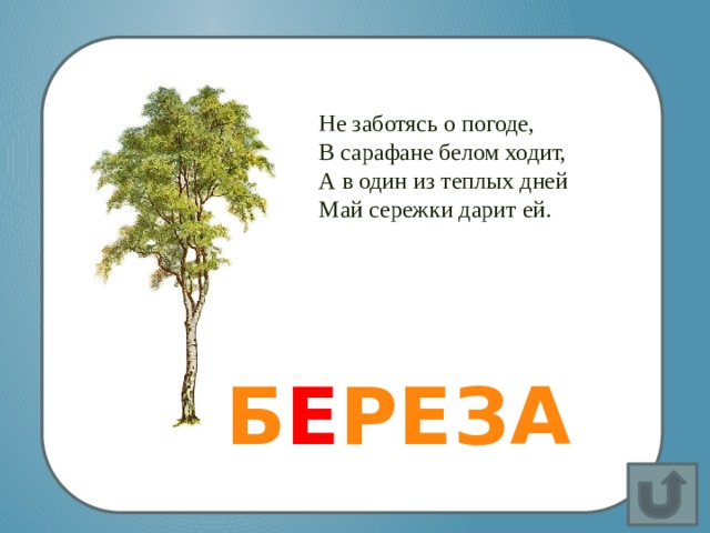Не заботясь о погоде,  В сарафане белом ходит,  А в один из теплых дней  Май сережки дарит ей. Не заботясь о погоде,  В сарафане белом ходит,  А в один из теплых дней  Май сережки дарит ей. Б Е РЕЗА р 