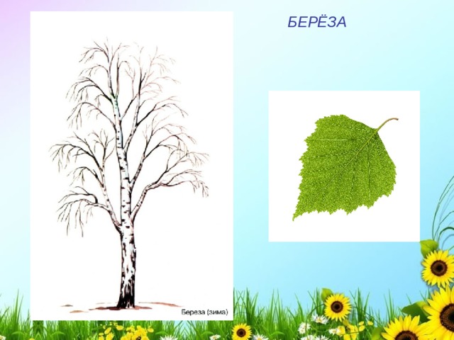 БЕРЁЗА 