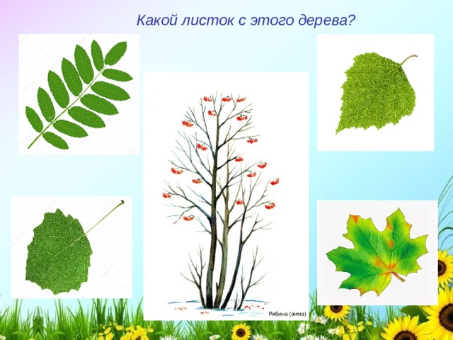 Какой листок с этого дерева?  