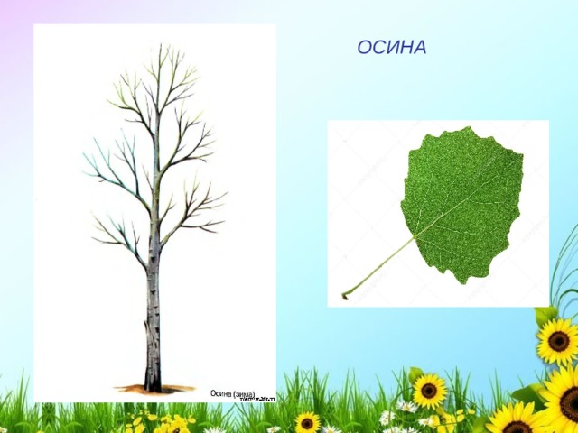 ОСИНА 