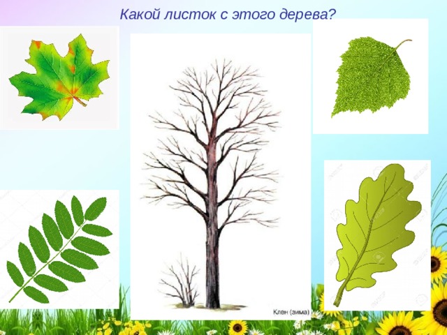 Какой листок с этого дерева?  