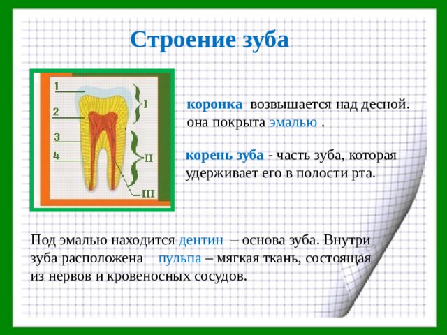 Строение зуба  коронка возвышается над десной.  она покрыта эмалью . корень зуба - часть зуба, которая удерживает его в полости рта. Под эмалью находится дентин – основа зуба. Внутри зуба расположена пульпа – мягкая ткань, состоящая из нервов и кровеносных сосудов. 