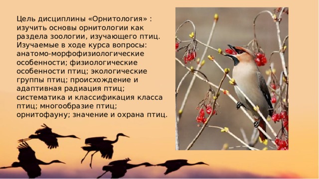 Цель дисциплины «Орнитология» : изучить основы орнитологии как раздела зоологии, изучающего птиц. Изучаемые в ходе курса вопросы: анатомо-морфофизиологические особенности; физиологические особенности птиц; экологические группы птиц; происхождение и адаптивная радиация птиц; систематика и классификация класса птиц; многообразие птиц; орнитофауну; значение и охрана птиц. 