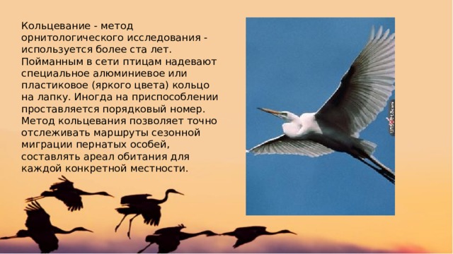 Кольцевание - метод орнитологического исследования - используется более ста лет. Пойманным в сети птицам надевают специальное алюминиевое или пластиковое (яркого цвета) кольцо на лапку. Иногда на приспособлении проставляется порядковый номер. Метод кольцевания позволяет точно отслеживать маршруты сезонной миграции пернатых особей, составлять ареал обитания для каждой конкретной местности. 
