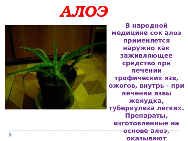 АЛОЭ В народной медицине сок алоэ применяется наружно как заживляющее средство при лечении трофических язв, ожогов, внутрь - при лечении язвы желудка, туберкулеза легких. Препараты, изготовленные на основе алоэ, оказывают противовоспалительное, дезинфицирующее, противоожоговое, ранозаживляющее действие. 