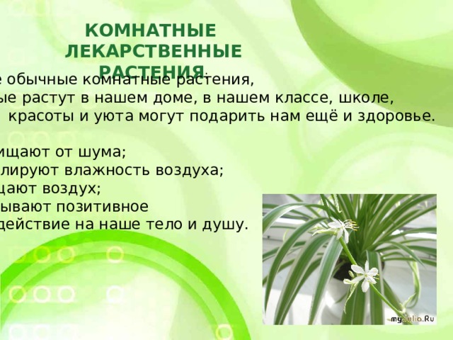 КОМНАТНЫЕ ЛЕКАРСТВЕННЫЕ РАСТЕНИЯ : Самые обычные комнатные растения, которые растут в нашем доме, в нашем классе, школе, кроме красоты и уюта могут подарить нам ещё и здоровье.  Они: защищают от шума; регулируют влажность воздуха; очищают воздух; оказывают позитивное  воздействие на наше тело и душу. 