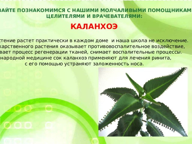 ДАВАЙТЕ ПОЗНАКОМИМСЯ С НАШИМИ МОЛЧАЛИВЫМИ ПОМОЩНИКАМИ,  ЦЕЛИТЕЛЯМИ И ВРАЧЕВАТЕЛЯМИ: КАЛАНХОЭ Это растение растет практически в каждом доме и наша школа не исключение. Сок лекарственного растения оказывает противовоспалительное воздействие, Усиливает процесс регенерации тканей, снимает воспалительные процессы. В народной медицине сок каланхоэ применяют для лечения ринита, с его помощью устраняют заложенность носа. 