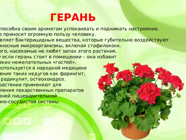 ГЕРАНЬ Герань способна своим ароматом успокаивать и поднимать настроение. Растение приносит огромную пользу человеку. Оно выделяет бактерицидные вещества, которые губительно воздействуют на вредоносные микроорганизмы, включая стафилококк. Кроме того, насекомые не любят запах этого растения,  поэтому если герань стоит в помещении – она избавит Вас от таких нежелательных «гостей». Герань используется в народной медицине  для лечения таких недугов как фарингит,  ангина, радикулит, остеохондроз. Данное растение применяют для  изготовления лекарственных препаратов  от болезней пищеварительной и сердечно-сосудистой системы 
