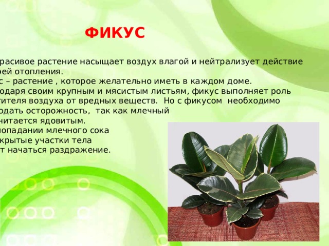 ФИКУС Это красивое растение насыщает воздух влагой и нейтрализует действие батарей отопления. Фикус – растение , которое желательно иметь в каждом доме.  Благодаря своим крупным и мясистым листьям, фикус выполняет роль очистителя воздуха от вредных веществ. Но с фикусом необходимо соблюдать осторожность, так как млечный сок считается ядовитым. При попадании млечного сока на открытые участки тела может начаться раздражение. 