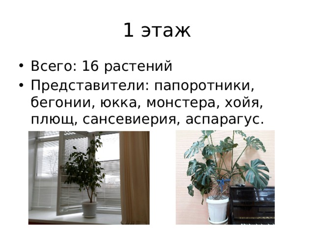 1 этаж Всего: 16 растений Представители: папоротники, бегонии, юкка, монстера, хойя, плющ, сансевиерия, аспарагус. 