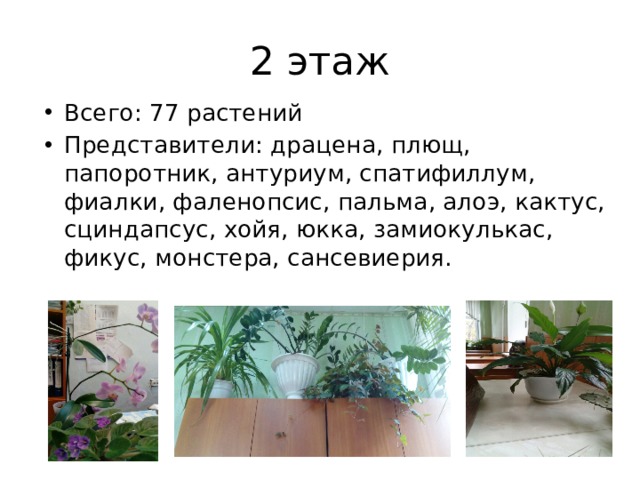 2 этаж Всего: 77 растений Представители: драцена, плющ, папоротник, антуриум, спатифиллум, фиалки, фаленопсис, пальма, алоэ, кактус, сциндапсус, хойя, юкка, замиокулькас, фикус, монстера, сансевиерия. 