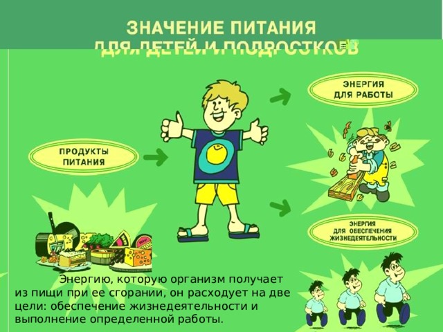  Энергию, которую организм получает из пищи при ее сгорании, он расходует на две цели: обеспечение жизнедеятельности и выполнение определенной работы. 