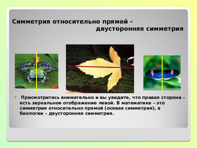 Симметрия относительно прямой –  двусторонняя симметрия  Присмотритесь внимательно и вы увидите, что правая сторона – есть зеркальное отображение левой. В математике – это симметрия относительно прямой (осевая симметрия), в биологии – двусторонняя симметрия. 