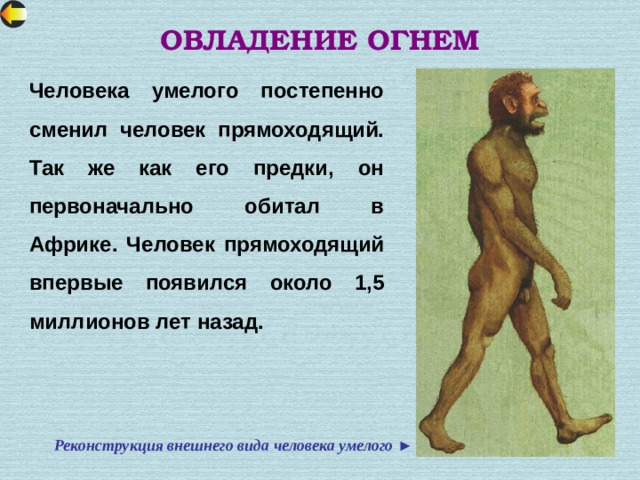 ОВЛАДЕНИЕ ОГНЕМ Человека умелого постепенно сменил человек прямоходящий. Так же как его предки, он первоначально обитал в Африке. Человек прямоходящий впервые появился около 1,5 миллионов лет назад. Реконструкция внешнего вида человека умелого ► 