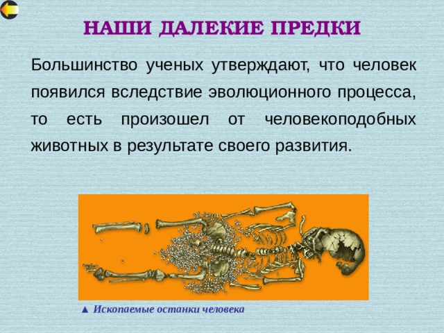 НАШИ ДАЛЕКИЕ ПРЕДКИ Большинство ученых утверждают, что человек появился вследствие эволюционного процесса, то есть произошел от человекоподобных животных в результате своего развития. ▲ Ископаемые останки человека 