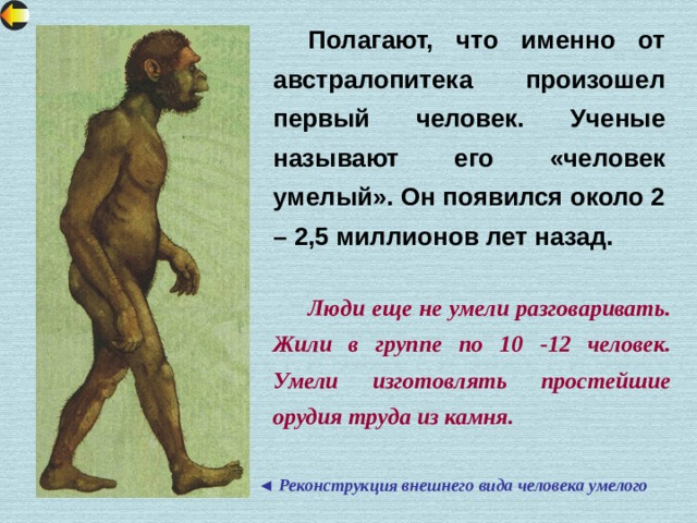  Полагают, что именно от австралопитека произошел первый человек. Ученые называют его «человек умелый». Он появился около 2 – 2,5 миллионов лет назад.  Люди еще не умели разговаривать. Жили в группе по 10 -12 человек. Умели изготовлять простейшие орудия труда из камня. ◄ Реконструкция внешнего вида человека умелого 