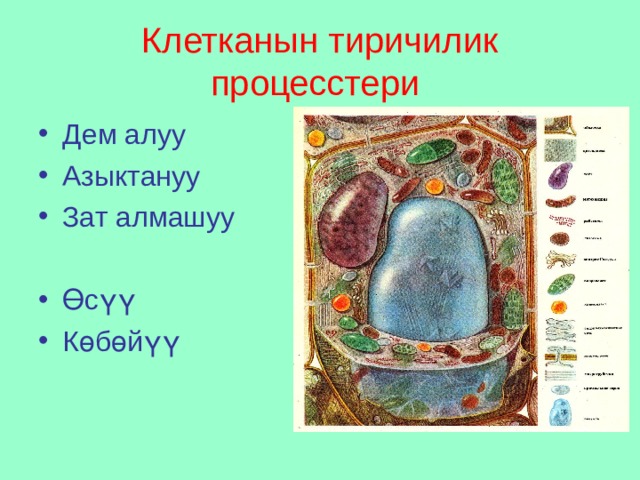 Клетканын тиричилик процесстери Дем алуу Азыктануу Зат алмашуу Өсүү Көбөйүү 