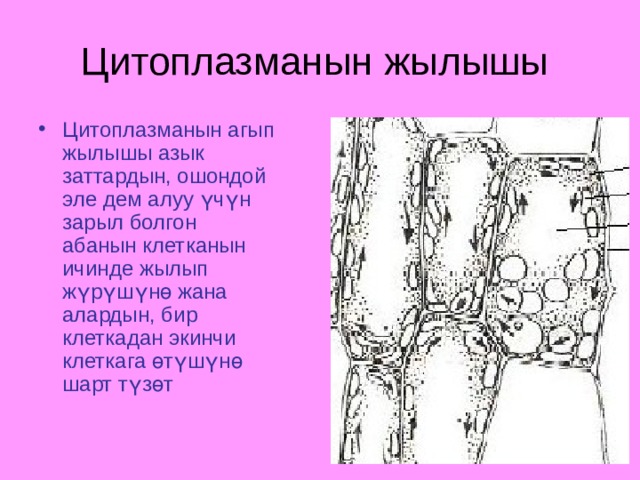 Цитоплазманын жылышы Цитоплазманын агып жылышы азык заттардын, ошондой эле дем алуу үчүн зарыл болгон абанын клетканын ичинде жылып жүрүшүнө жана алардын, бир клеткадан экинчи клеткага өтүшүнө шарт түзөт 