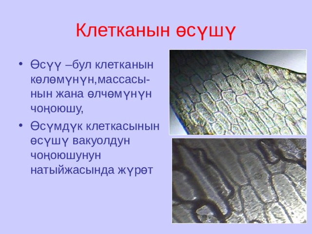 Клетканын өсүшү Өсүү –бул клетканын көлөмүнүн,массасы-нын жана өлчөмүнүн чоңоюшу, Өсүмдүк клеткасынын өсүшү вакуолдун чоңоюшунун натыйжасында жүрөт 