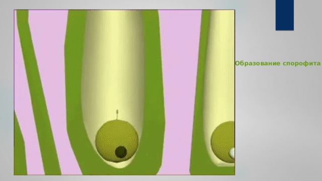 Образование спорофита 
