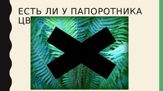 Есть ли у Папоротника цветок? 