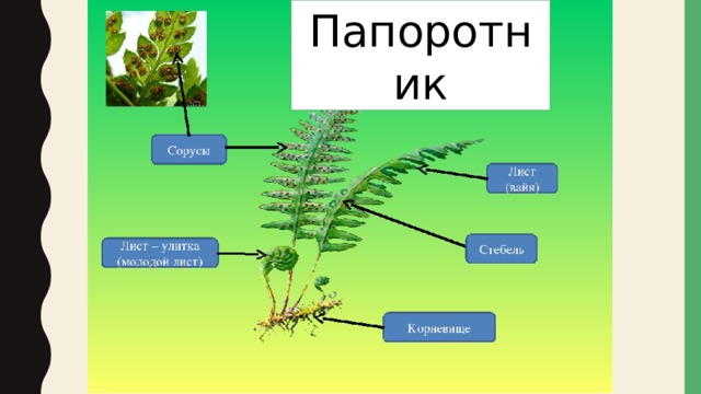 Папоротник 