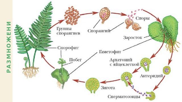 Размножение Размножение 