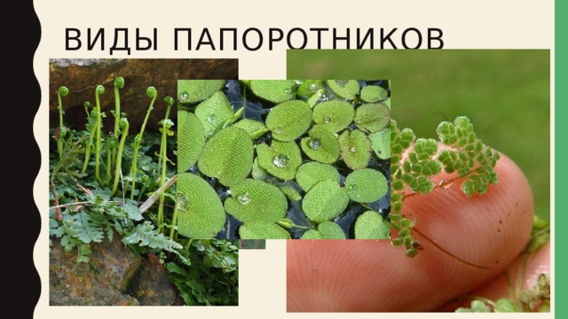 Виды папоротников 