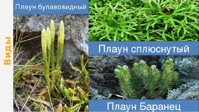 Виды 