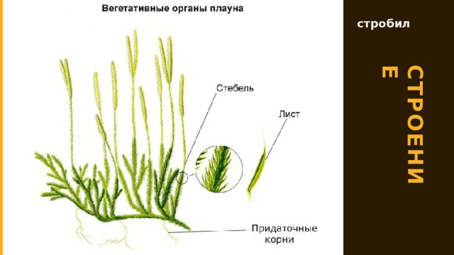 строение стробил 