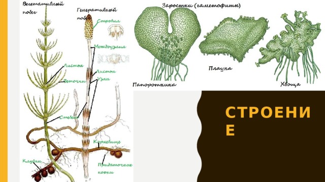 строение 