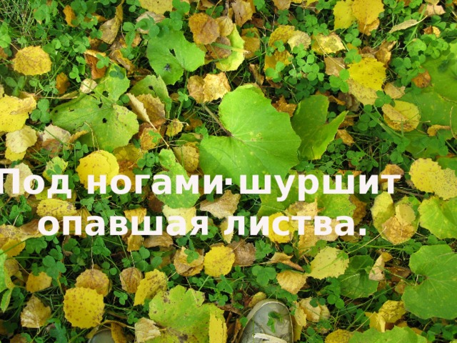. . Под ногами шуршит опавшая листва. 