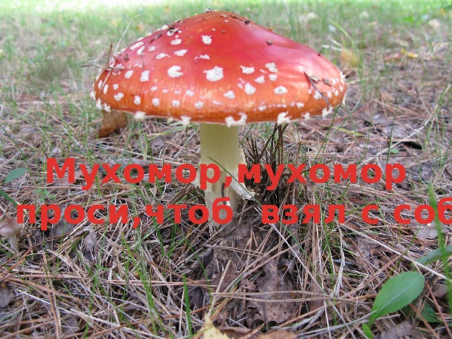 Мухомор,мухомор  не проси,чтоб взял с собой 