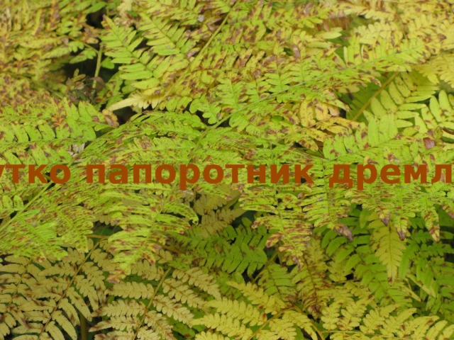 Чутко папоротник дремлет 