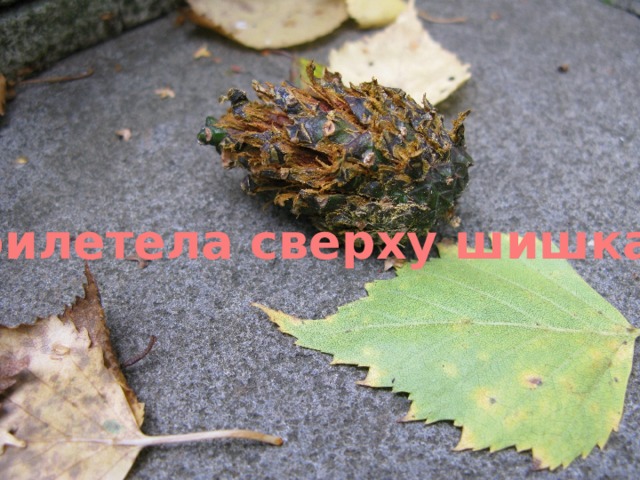 Прилетела сверху шишка... 
