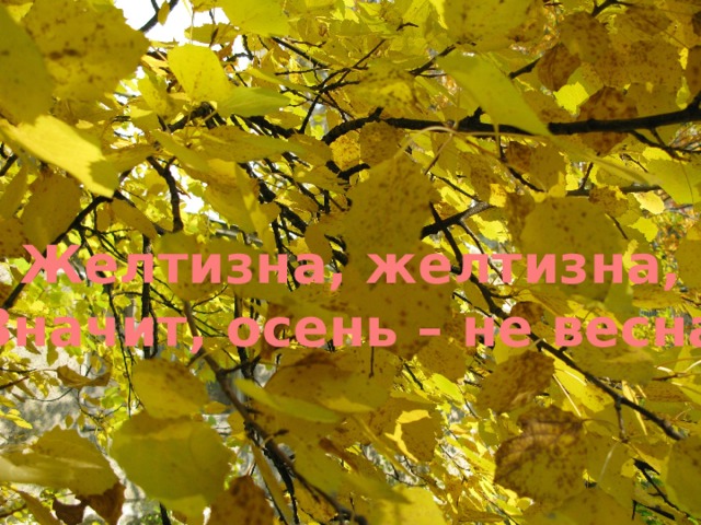 Желтизна, желтизна,  Значит, осень – не весна. 