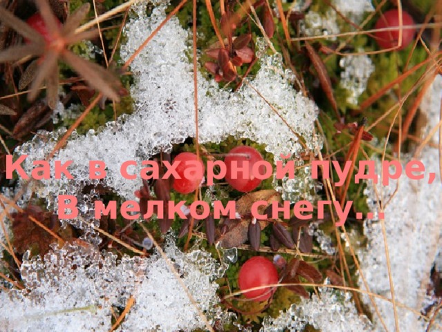 Как в сахарной пудре, В мелком снегу… 