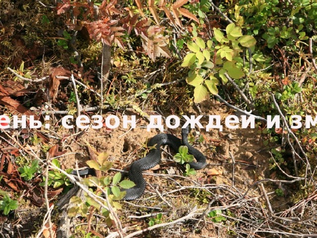 Осень: сезон дождей и змей 